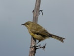 Bellbird | Korimako. Juvenile. Burgess Island, Mokohinau Islands, February 2013. Image © Alan Tennyson by Alan Tennyson.