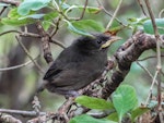 Bellbird | Korimako. Fledgling. Ulva Island, November 2012. Image © Leon Berard by Leon Berard.