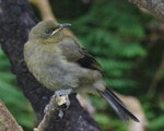 Bellbird | Korimako. Juvenile. Rose Island, Auckland Islands, January 2018. Image © Colin Miskelly by Colin Miskelly.