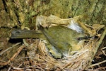 Bellbird | Korimako. Female Poor Knights Islands bellbird on nest. Poor Knights Islands, November 1977. Image © Albert Aanensen by Albert Aanensen.