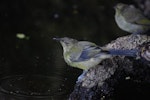 Bellbird | Korimako. Juvenile male Poor Knights Islands bellbird. Aorangi Island, Poor Knights Islands, February 2013. Image © Colin Miskelly by Colin Miskelly.