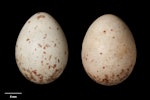 Bellbird | Korimako. Clutch (NMNZ OR.007622, collected by Captain John Bollons). Akaroa. Image © Te Papa by Jean-Claude Stahl.