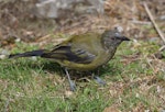 Bellbird | Korimako. Moulting adult male with kowhai moth caterpillar. Mt Cook visitor centre, Mt Cook National Park, January 2023. Image © Glenn Pure by Glenn Pure.