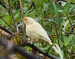 Bellbird | Korimako. Leucistic female with flax pollen on its forehead. Kaituna estuary, Havelock, Marlborough Sounds, November 2020. Image © Andrew Mackenzie by Andrew Mackenzie.