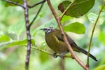 Bellbird | Korimako. Male with aberrant white feathering on head. Tiritiri Matangi Island, September 2015. Image © Edin Whitehead by Edin Whitehead.