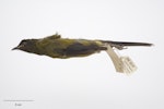 Chatham Island bellbird. Adult male. Purchased 1923. Specimen registration no. OR.005019; image no. MA_I264424. Pitt Island, Chatham Islands, December 1871. Image © Te Papa.