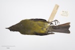 Chatham Island bellbird. Adult male. Purchased 1923. Specimen registration no. OR.005019; image no. MA_I264426. Pitt Island, Chatham Islands, December 1871. Image © Te Papa.