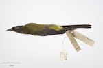 Chatham Island bellbird. Adult male. Purchased 1923. Specimen registration no. OR.005018; image no. MA_I264430. Mangere Island, Chatham Islands, January 1872. Image © Te Papa.