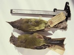 Chatham Island bellbird. Auckland Museum specimens. Chatham Islands. Image © Alan Tennyson & the Auckland Museum by Alan Tennyson.