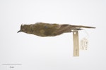 Chatham Island bellbird. Adult female. Purchased 1923. Specimen registration no. OR.005017; image no. MA_I264421. Pitt Island, Chatham Islands, December 1871. Image © Te Papa.