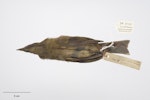 Chatham Island bellbird. Adult female. Purchased 1923. Specimen registration no. OR.005020; image no. MA_I264429. Pitt Island, Chatham Islands, December 1871. Image © Te Papa.