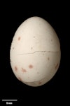 Chatham Island bellbird. Egg 24.3 x 18.3 mm (NMNZ OR.007623). Chatham Islands. Image © Te Papa by Jean-Claude Stahl.