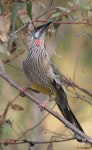 Red wattlebird. Adult hunting for insects in the late afternoon. Canberra, Australia, April 2016. Image © RM by RM.