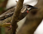 Red wattlebird. Adult. Perth, April 2016. Image © Imogen Warren by Imogen Warren.