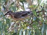 Red wattlebird. Adult (woodwardi subspecies). Herdsman Lake, January 2016. Image © Duncan Watson by Duncan Watson.