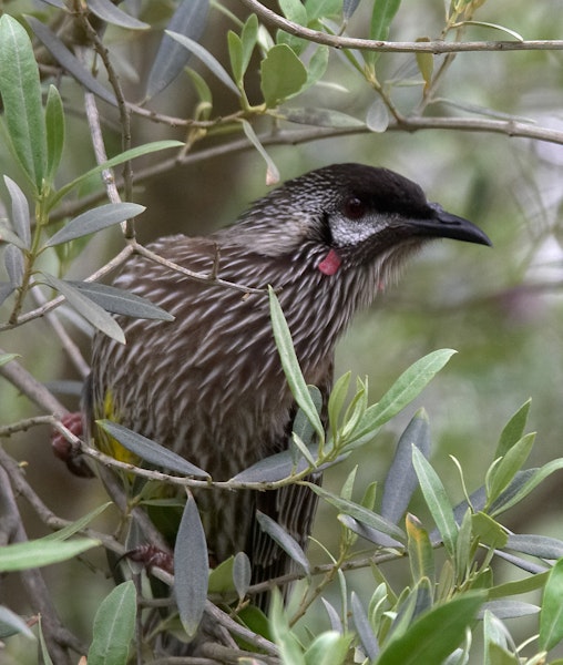 Red wattlebird. Portrait showing wattles. Melbourne, Victoria, Australia, September 2007. Image © Sonja Ross by Sonja Ross.