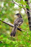 Red wattlebird. Adult. Melbourne, March 2010. Image © Cheryl Marriner by Cheryl Marriner.