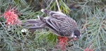 Red wattlebird. Adult feeding on a grevillea. Canberra, June 2016. Image © RM by RM.