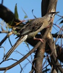 Red wattlebird. Adult. Esperance, Western Australia, September 2013. Image © Roger Smith by Roger Smith.