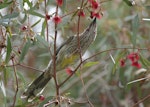 Red wattlebird. Adult feeding in a flowering gum tree. Canberra, Australia., September 2016. Image © RM by RM.