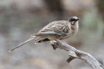 Red wattlebird. Adult. Arid Lands, Port Augusta, South Austraqlia, October 2015. Image © John Fennell by John Fennell.