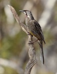 Red wattlebird. Adult. Monarto, South Australia, October 2015. Image © John Fennell by John Fennell.