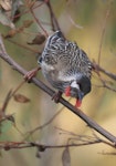 Red wattlebird. Adult. Canberra, Australia, April 2016. Image © RM by RM.