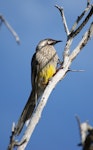 Red wattlebird. Adult. Canberra, Australia, September 2015. Image © RM by RM.