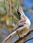 Red wattlebird. Adult singing. Blue Mountains, New South Wales, Australia, April 2015. Image © Imogen Warren by Imogen Warren.