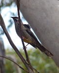 Red wattlebird. Adult. Kangaroo Island, South Australia, September 2013. Image © Alan Tennyson by Alan Tennyson.