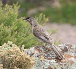 Red wattlebird. Adult. Arid Lands, Port Augusta, South Australia, October 2017. Image © John Fennell by John Fennell.