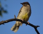 Red wattlebird. Juvenile. Canberra, Australia, January 2017. Image © RM by RM.