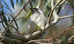 Red wattlebird. Dependent young. Canberra, Australia., September 2016. Image © RM by RM.