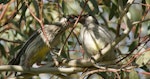 Red wattlebird. Adult feeding a fledgling. Canberra, Australia., September 2016. Image © RM by RM.