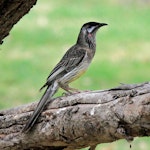 Red wattlebird. Adult (woodwardi subspecies) on branch. Perth, April 2014. Image © Duncan Watson by Duncan Watson.