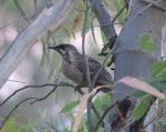 Red wattlebird. Adult. Quorn, South Australia, October 2013. Image © Alan Tennyson by Alan Tennyson.