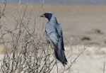 Black-faced cuckoo-shrike. Adult. Fingal Bay, New South Wales, Australia, October 2014. Image © Alan Tennyson by Alan Tennyson.