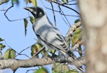 Black-faced cuckoo-shrike. Adult. Kakadu, Northern Territory, July 2012. Image © Dick Porter by Dick Porter.