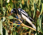 Black-faced cuckoo-shrike. Adult. Perth, April 2016. Image © Imogen Warren by Imogen Warren.