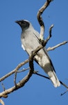 Black-faced cuckoo-shrike. Adult (recently arrived from migration). Canberra, Australia, September 2015. Image © RM by RM.