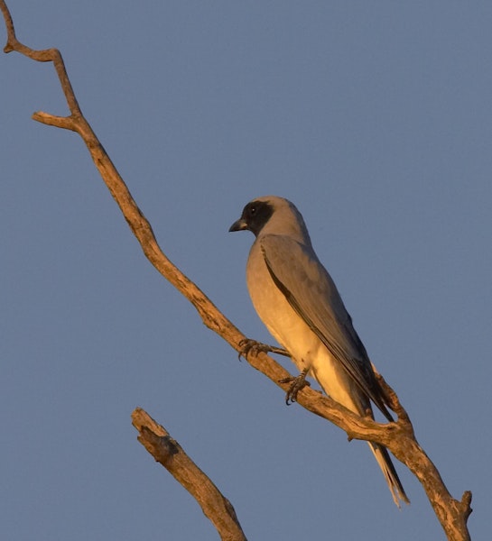 Black-faced cuckoo-shrike. Adult perched in evening light. Northern Territory, Australia. Image © Sonja Ross by Sonja Ross.