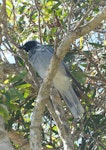 Black-faced cuckoo-shrike. Adult. Fingal Bay, New South Wales, Australia, October 2014. Image © Alan Tennyson by Alan Tennyson.