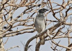 Black-faced cuckoo-shrike. Adult. Kakadu, Northern Territory, July 2012. Image © Dick Porter by Dick Porter.