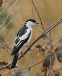 White-winged triller. Adult male. Campbell Park Nature Reserve, Australian Capital Territory, December 2016. Image © Glenn Pure 2016 birdlifephotography.org.au by Glenn Pure.