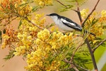 White-winged triller. Adult male in breeding plumage. Royal Park, Parkville, Victoria, November 2019. Image © Rodger Scott 2020 birdlifephotography.org.au by Rodger Scott.