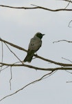 Black-faced cuckoo-shrike. Adult. Coolangatta, New South Wales, Australia, November 2014. Image © Alan Tennyson by Alan Tennyson.