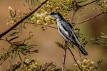 White-winged triller. Adult male in breeding plumage. Royal Park, Parkville, Victoria, November 2019. Image © Rodger Scott 2020 birdlifephotography.org.au by Rodger Scott.