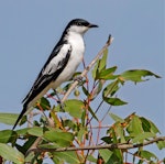 White-winged triller. Adult male. Canberra, Australian Capital Territory, January 2010. Image © Julian Robinson by Julian Robinson.