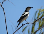 White-winged triller. Adult male. Atherton Tableland, North Queensland, November 2015. Image © Ray Pierce by Ray Pierce.