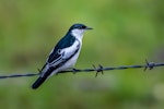 White-winged triller. Male in breeding plumage. Cainbable Creek Rd\oad, Kerry, Queensland, November 2017. Image © Harry Charalambous 2019 birdlifephotography.org.au by Harry Charalambous.